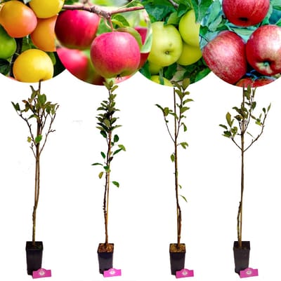 Set van 4 appelbomen - 'Fuji', 'Gala', 'Golden Delicious', 'Granny Smith' - Hoogte 80cm - 1,5 liter pot