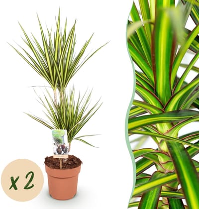 Green BoutiQ - Kamerplanten - Dracaena Sunray - Drakenbloedboom - Weinig onderhoud - Groen - 2 Planten - Pot 17cm - Hoogte 70-75cm