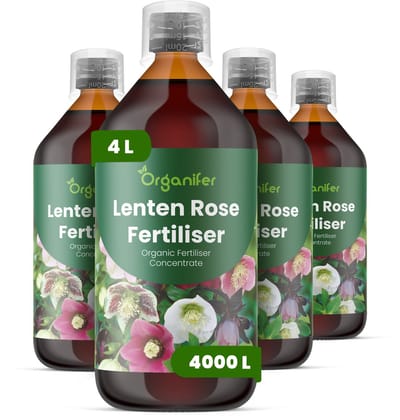 Vloeibare Meststof Voor Lentenroos 4X1 L Voor 4000 L - Npk 3-4-3 - Vroege Bloei - Langere Bloeiduur - Sterk Wortelstelsel - Kleurontwikkeling - Bladstructuur - Wintergroen - Schaduwtuinen - Jaarlijkse Bloei - Organifer