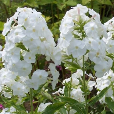 Vlambloem (Phlox Paniculata) - White Admiral - Vaste planten - Snijbloemen - Zomerbollen - bloeit in Juli / Augustus / September