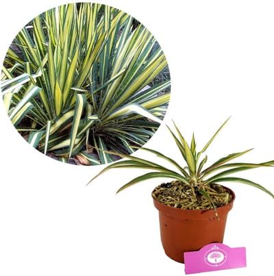 Yucca filamentosa ‘Color Guard’ – Palmlelie – ±30 cm hoog – 2L pot
