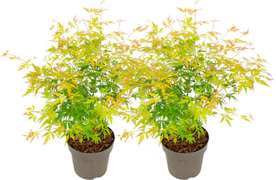 Plant in a Box - Japanese Maple 'Orange Lace' - Set van 2 - Japanse Esdoorn Acer boom - Prachtige levendige kleuren - Pot 19 - Hoogte 60-70cm