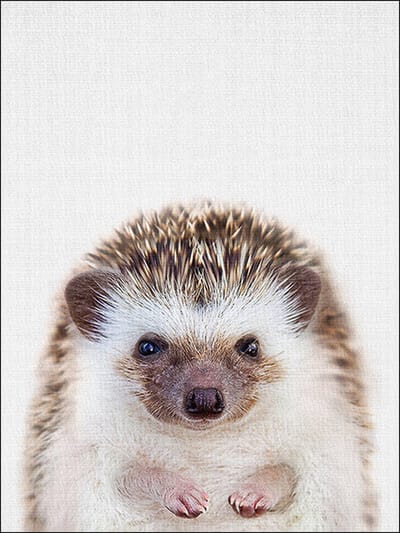 Ychee - Canvas Poster - Baby Kamer - Kinder Kamer - Slaap Kamer - Dieren - Decoratie - Art - Geen fotolijst/frame inbegrepen - 30x40cm - Egel