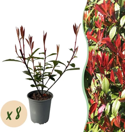 Haagplanten - Photnia fraseri Carre Rouge - blad rood groen - 8 planten - 1 strekkende meter - groenblijvend - pot 9cm hoogte 30-35cm