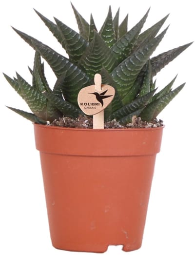 Kolibri Greens | Groene plant - Succulent Haworthia Limifolia - potmaat Ø9cm - groene kamerplant - vers van de kweker -