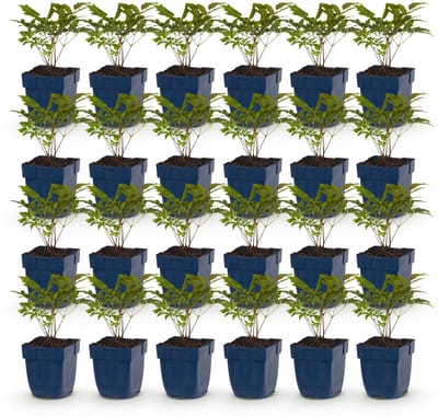 Green boutiQ - Vasteplant - Astilbe (A) Fanal - Pluimspirea - Schaduw - Rood - 24 Planten - Pot 11cm - Hoogte 15-25cm
