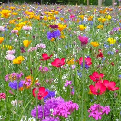 Buzzy Gemengde Wilde Bloemen Zaden Voor Zeker 125m2