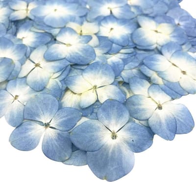 Gedroogde Bloemen - Planten Decoratie - Hobby Knutselen - Natuurlijke Conservering - 12 Stuks - Blauw