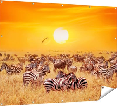 Gards Tuinposter Kudde Zebra's bij een Oranje Zonsondergang - 160x120 cm - Tuindoek - Tuindecoratie - Wanddecoratie buiten - Tuinschilderij