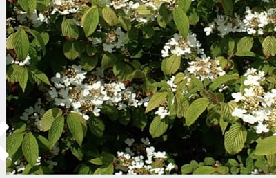 Viburnum plicatum 'Lanarth' - Japanse Sneeuwbal 40 - 60 cm in pot