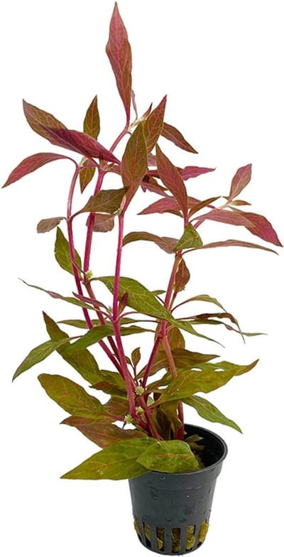 Aquaflora Alternanthera Reineckii Rosanervig | Papegaaienblad | in 5 cm pot