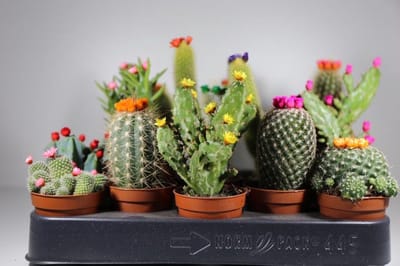 Succulux Cactussen Mix met Strobloemen - 10 Cactussen Ø 5,5 cm Pot - Mini Kamerplanten Bruiloft