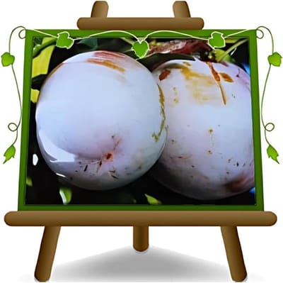 Pruimenboom Pot - Fruitplant Geënt - Fruit Kweken - Ziektebestendig - Max 200 cm - Groen