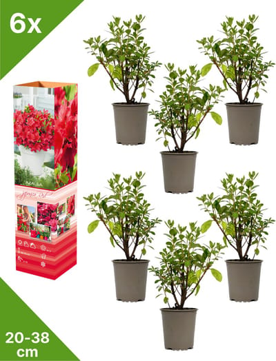 GARDENZO - 6x Azalea japonica (Japanse Azalea) - Rood - in P9 pot