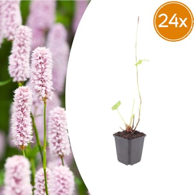 Tuinplantenshop.com | Persicaria bistorta | 24 stuks - Ø9cm - 10-25cm hoog - Tuinplant