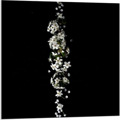 Forex - Witte Bloemen op Zwarte Achtergrond  - 80x80cm Foto op Forex