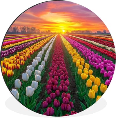 WallCircle - Wandcirkel - Muurcirkel - Tulpenveld - Zonsondergang - Kleurrijk - Aluminium - Dibond - 30x30 cm - Binnen en Buiten