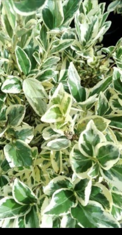 Euonymus jap. 'Bravo' - Japanse Kardinaalshoed, Kardinaalsmuts , 60- 80 cm in pot