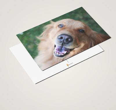 Ansichtkaartenset Golden Retriever