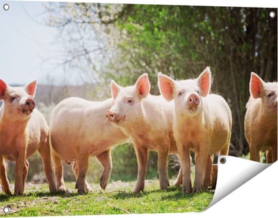 Gards Tuinposter Groep Jonge Varkens - 90x60 cm - Tuindoek - Tuindecoratie - Wanddecoratie buiten - Tuinschilderij