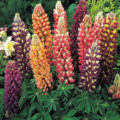 Sluis Garden - Lupinus Russell Hybrids Mix