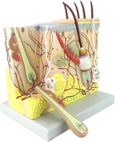 Huidmodel Vergroot - Anatomisch Model - Medisch Onderwijs - 70x Vergroting - 25x23x24 cm - Gekleurd