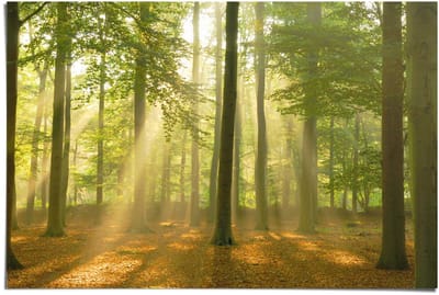 Poster Sunbeam Forest - 61 x 91,5 - Papier - REINDERS