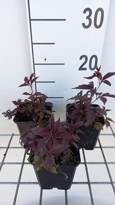6x Gillenia - Gillenia trif. 'Pink Profusion' | 9x9 cm pot