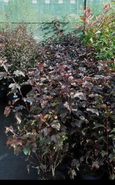 Physocarpus opulif. 'Lady In Red'® ( 'tuilad'®) - Blaasspirea, Sneeuwbalspirea 40- 60 cm in pot