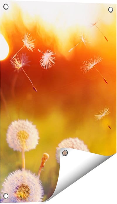 Gards Tuinposter Paardenbloemen tijdens Zonsondergang - 40x60 cm - Tuindoek - Tuindecoratie - Wanddecoratie buiten - Tuinschilderij