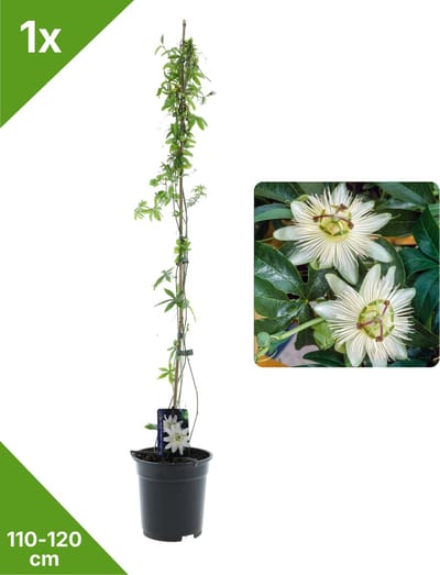 GARDENZO - 1x Witte Passiebloem Passiflora Constance Elliot XXL - in 2 ltr pot- 115-120 cm