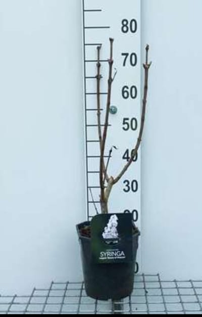 Syringa vulg. 'Beauty of Moscow' - Gewone Sering 50- 60 cm in pot