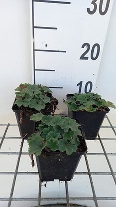 6x Vrouwenmantel - Alchemilla erythropoda | pot 9 x 9 cm