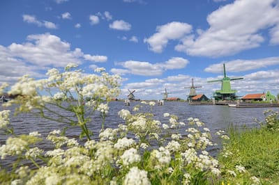 Fotobehang Molens aan de Zaanse Schans 250 x 260 cm - € 175,--