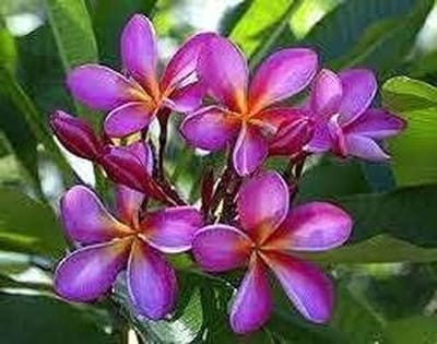Plumeria Bloemzaden - Tropische bloemen - Tuinieren Gemakkelijk - Makkelijk te Kweken - 20 Stuks - Paars