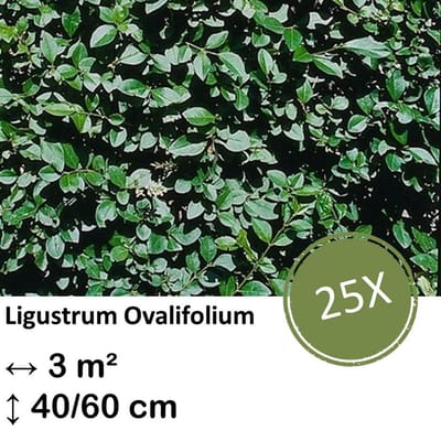 Green Harmony| Ligustrum Ovalifolium - Kale wortel