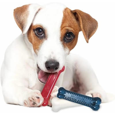 Hondenspeelgoed Nylabone Small Dog Dental Blue Chew - Bacon Chicken / Moderate Chew Origin XS