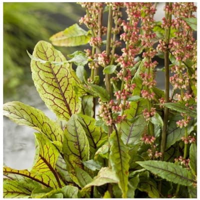 Moerings Rumex Sauvignea | Bonte waterzuring | In 9CM pot