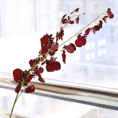 Dansende orchidee - donkerpaars - zijden bloemen - 3 stelen - onderhoudsvrij - 92 cm - kunstbloemen