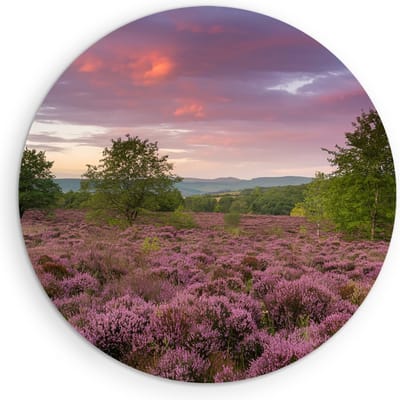 Saammp Muurcirkel Hout - Groot lavendelveld - Landschap - Natuur - Ø 90 - Wandcirkel - Wanddecoratie Cirkel - Muurdecoratie Woonkamer - Slaapkamer decoratie - Rond Schilderij