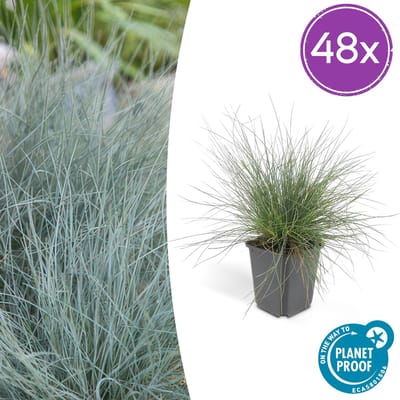 Tuinplantenshop.com | Festuca glauca 'Elijah Bleu' | 48 stuks - Ø9cm - 10-25cm hoog - Tuinplant