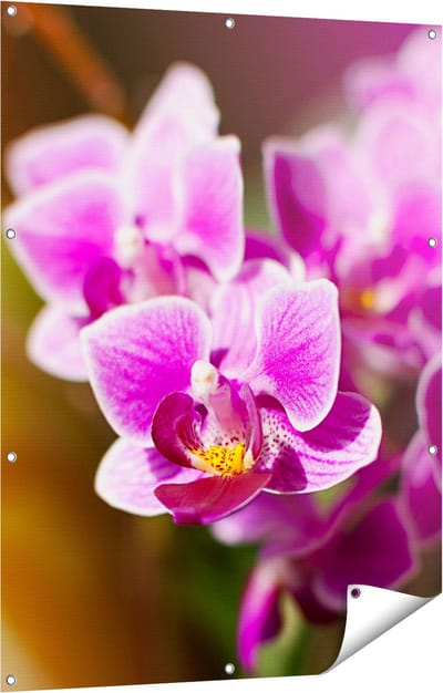 Gards Tuinposter Paarse Orchidee Bloemen - 90x120 cm - Tuindoek - Tuindecoratie - Wanddecoratie buiten - Tuinschilderij