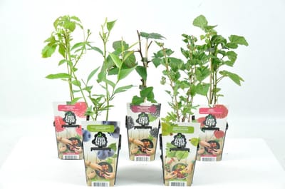 Mini Fruitplanten mix - set van 5 verschillende soorten fruit - hoogte 30-40 cm