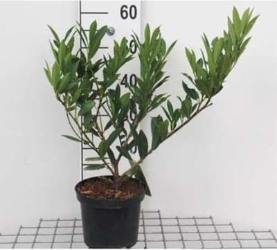 1 x Prunus laurocerasus 'Otto Luyken' - LAURIERKERS 30 - 40 cm in pot
