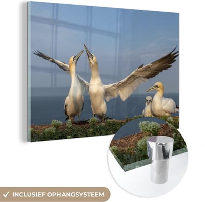 ® Glasschilderij 180x120 cm - Schilderij acrylglas - Groep jan-van-genten op een klif - Foto op glas - Muurdecoratie woonkamer - Wanddecoratie slaapkamer - Schilderijen
