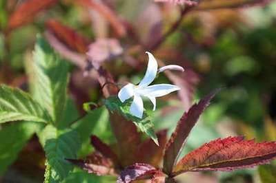 6x Gillenia - Gillenia trifoliata | 9x9 cm pot