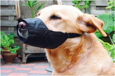 Honden Muilkorf - Hondenmasker - Veiligheid Hond - Verstelbare Pasvorm - Maat M 14cm - Zwart