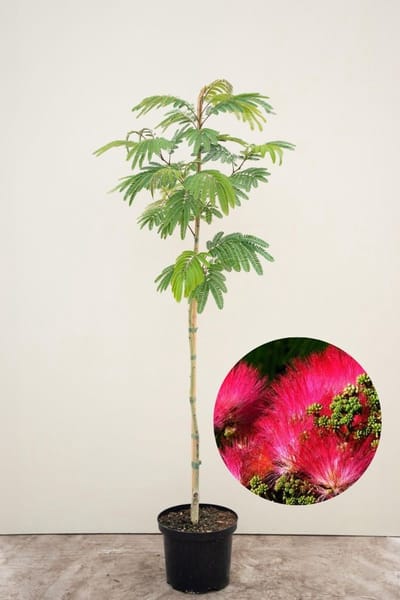 Jonge Perzische Slaapboom | Albizia julibrissin 'Tropical Dream' | 100-150cm hoogte
