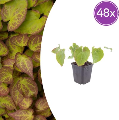 Tuinplantenshop.com | Epimedium perralc. 'Frohnleiten' | 48 stuks - Ø9cm - 10-25cm hoog - Tuinplant