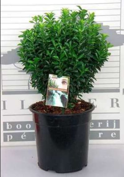 Euonymus jap. 'Jean Hugues' - Japanse Kardinaalshoed 30- 40 cm in pot